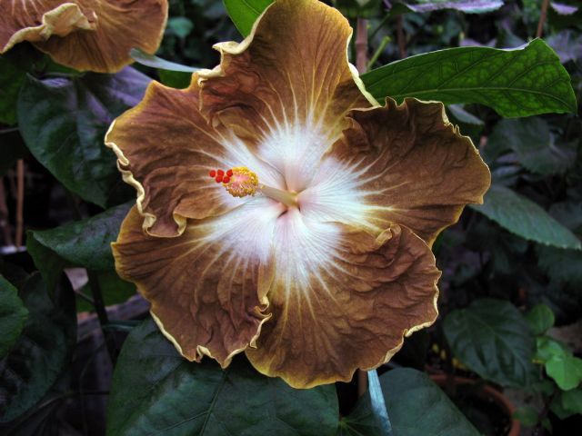 Brown Hibiscus Flower Seeds For Planting – Heirloom, Non-GMO, High Germination Seeds
