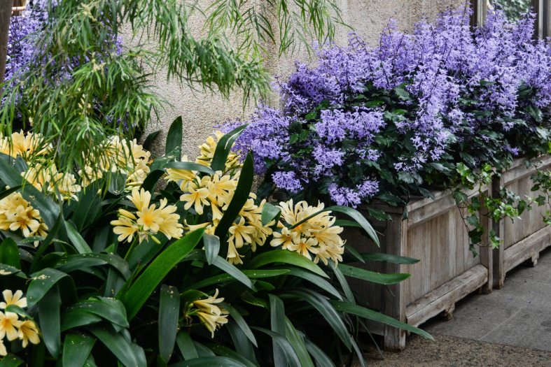 Perennial Clivia Flower Seeds for Planting – Heirloom Non-GMO High Germination Organic Seeds