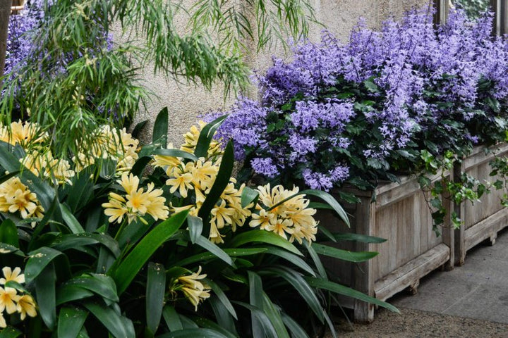 Perennial Clivia Flower Seeds for Planting – Heirloom Non-GMO High Germination Organic Seeds