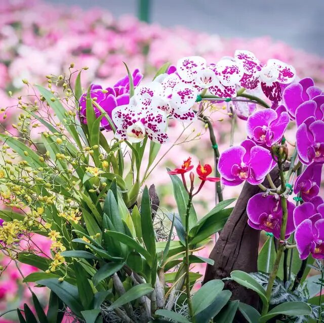 Mixed Cymbidium Orchid Flower Seeds – Heirloom Non-GMO High Germination