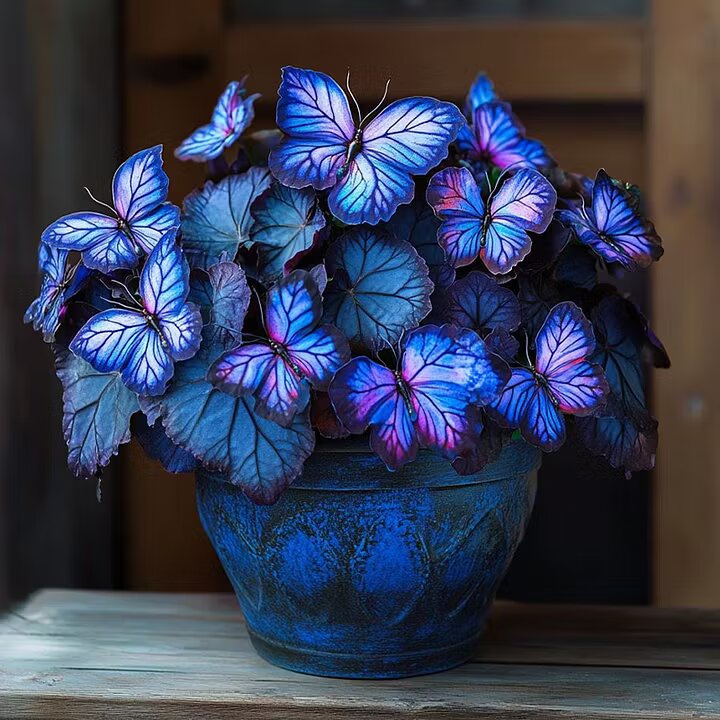 Sapphires Moonlight Butterfly Begonia Flower Seeds for Planting | Heirloom Non-GMO Organic Garden Seeds High Germination
