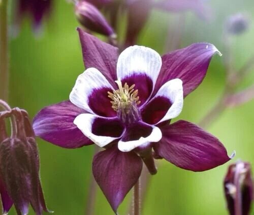Brown Aquilegia Flower Seeds – Heirloom, Non-GMO, High Germination Organic Garden Seeds for Planting