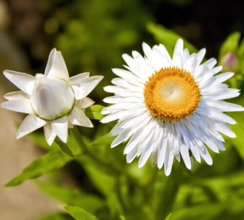 Helichrysum Flower Seeds White – Heirloom Non-GMO High Germination Seeds