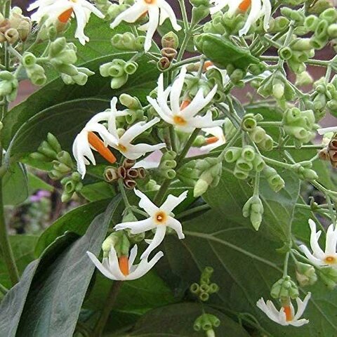 White Harsingar Flower Seeds – Heirloom, Non-GMO, High Germination Seeds