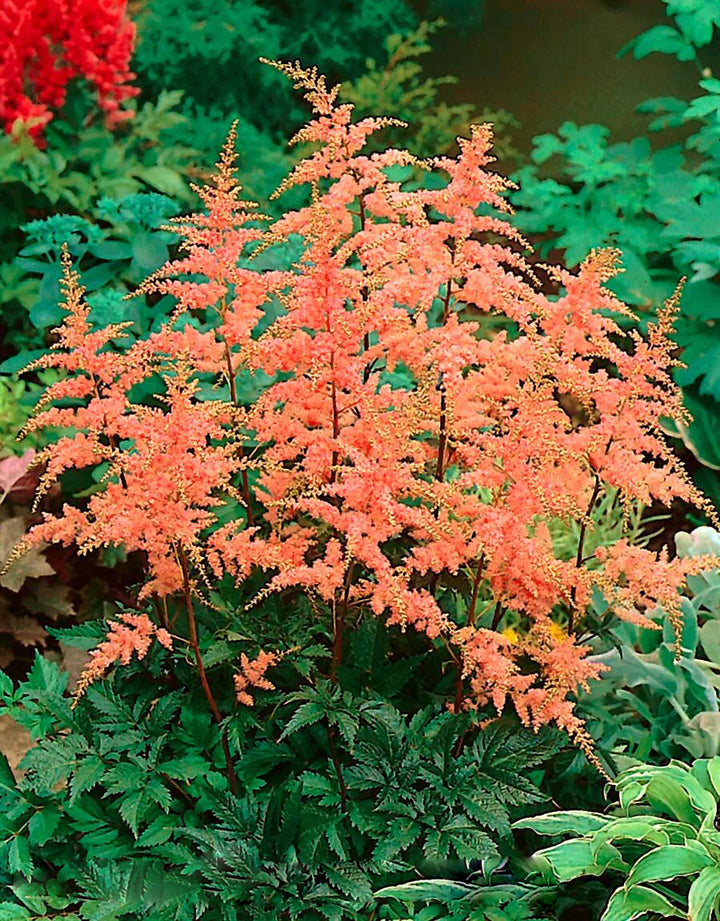Astilbe Plant Seeds Orange for Planting – Heirloom Non-GMO High Germination Organic Seeds