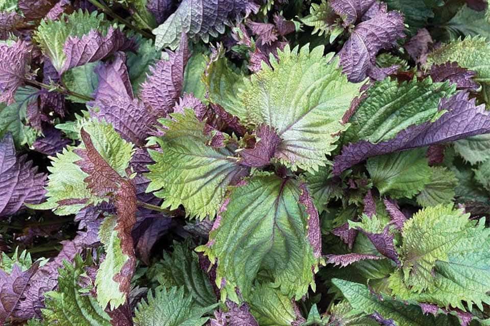 Organic Bicolor Perilla Shiso Seeds for Planting – Heirloom Non-GMO High Germination Garden Seeds