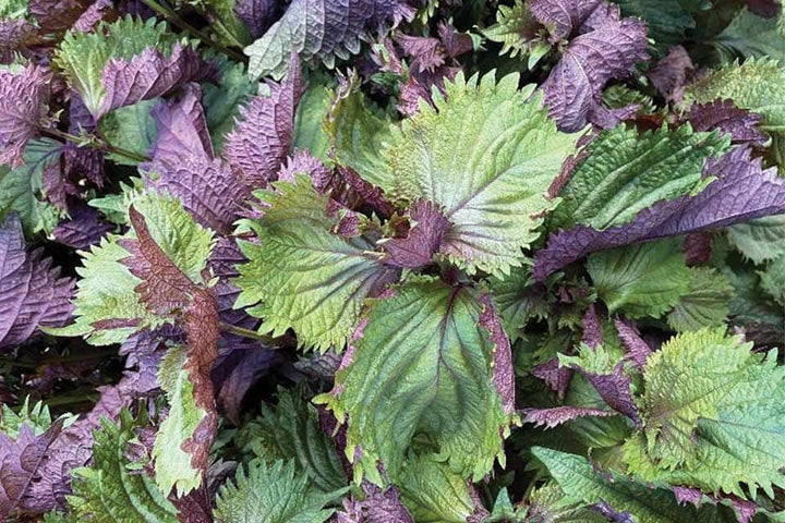 Organic Bicolor Perilla Shiso Seeds for Planting – Heirloom Non-GMO High Germination Garden Seeds