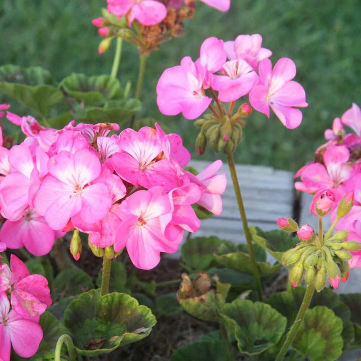 Pink White Geranium Flower Seeds – Heirloom, Non-GMO, High Germination Seeds