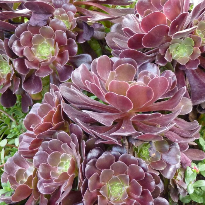 Aeonium Flower Seeds for Planting – Heirloom Non-GMO High Germination Organic Garden Seeds