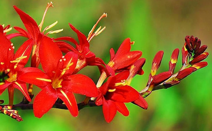 Crocosmia Red Flower Seeds for Planting – Heirloom, Non-GMO, High Germination Organic Garden Seeds