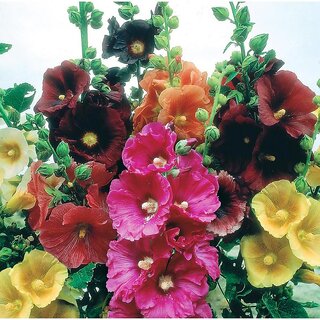 Mixed Hollyhock Flower Seeds – Heirloom, Non-GMO, High Germination Seeds