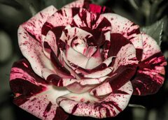 Maroon White Rose Flower Seeds – Heirloom, Non-GMO, High Germination Seeds