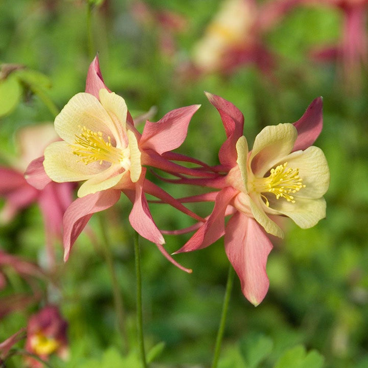 Giant Aquilegia Flower Seeds Pink Yellow for Planting Heirloom Non-GMO High Germination Organic Garden Seeds