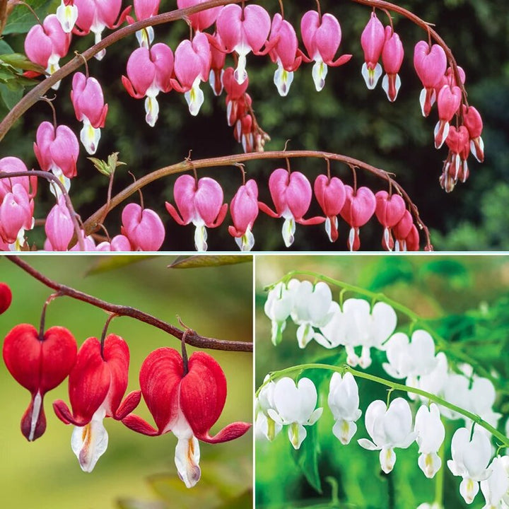Bleeding Heart Flowers Seeds Mixed – Heirloom, Non-GMO, High Germination Seeds