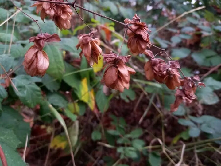 Brown Bergenia Flower Seeds for Planting – Heirloom Non-GMO High Germination Organic Seeds
