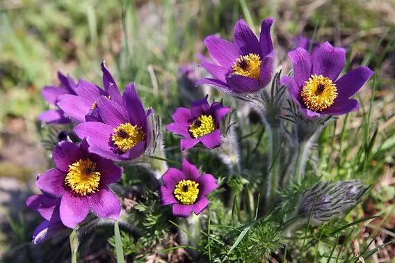 Semillas de Pulsatilla Morada – Reliquia, No Modificadas Genéticamente, Semillas de Jardín Orgánicas de Alta Germinación para Sembrar