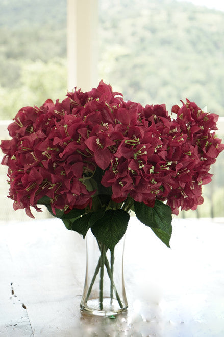 Maroon Bougainvillea Flower Seeds for Planting – Heirloom, Non-GMO, Organic Garden Seeds, High Germination