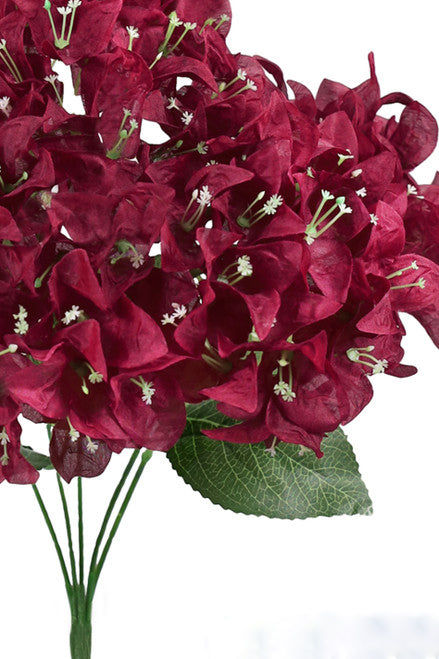 Maroon Bougainvillea Flower Seeds for Planting – Heirloom, Non-GMO, Organic Garden Seeds, High Germination