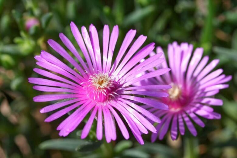 Lampranthus Flower Seeds Perennial – Heirloom, Non-GMO, High Germination Seeds