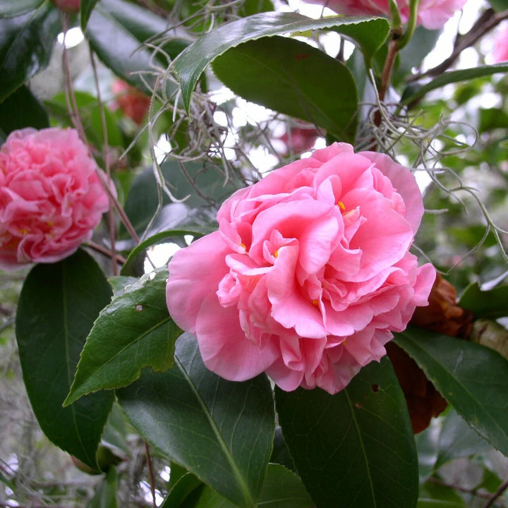 Light Pink Camellia Flower Seeds for Planting – Heirloom, Non-GMO, High Germination Seeds
