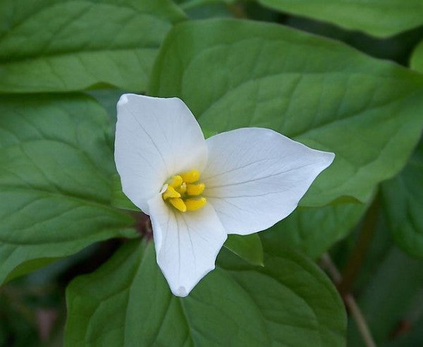 White Trillium Grandiflorum Flower Seeds Heirloom Non-GMO High Germination Organic Garden Seeds for Planting