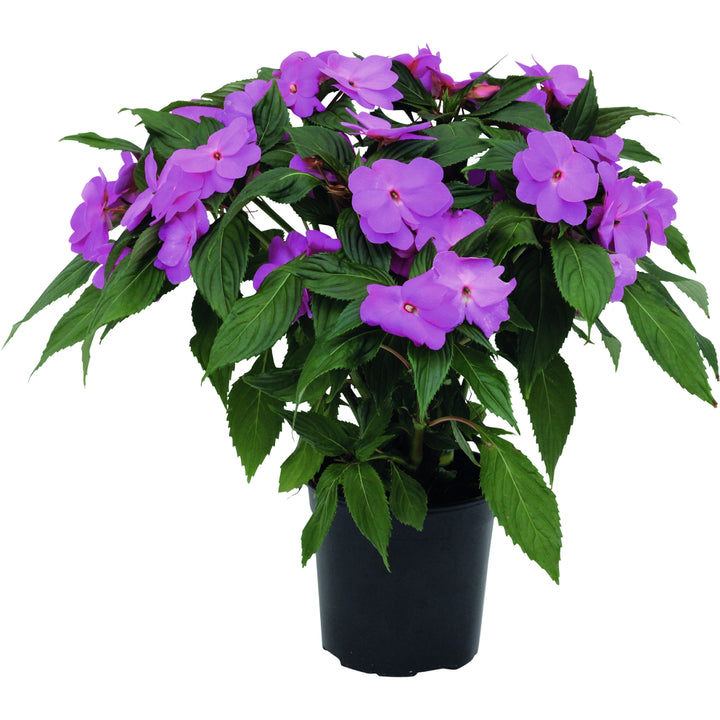 Impatiens Flower Seeds Purple Heirloom Non-GMO High Germination Organic Garden Seeds for Planting