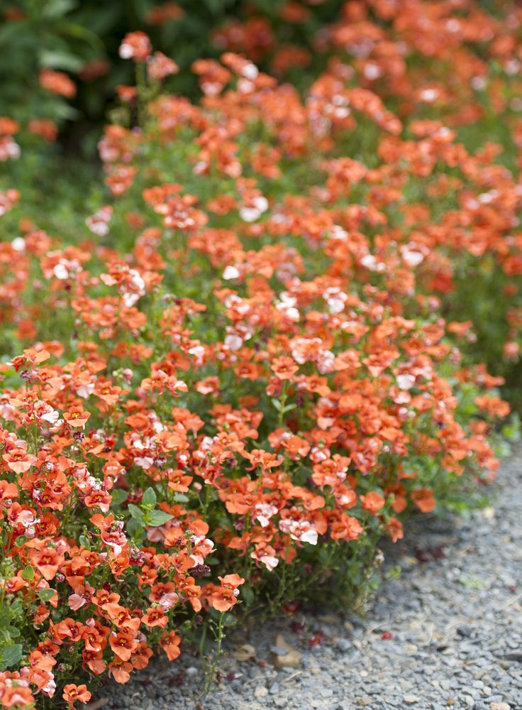 Orange Cress Aubrieta Flower Seeds – Heirloom, Non-GMO, High Germination Seeds