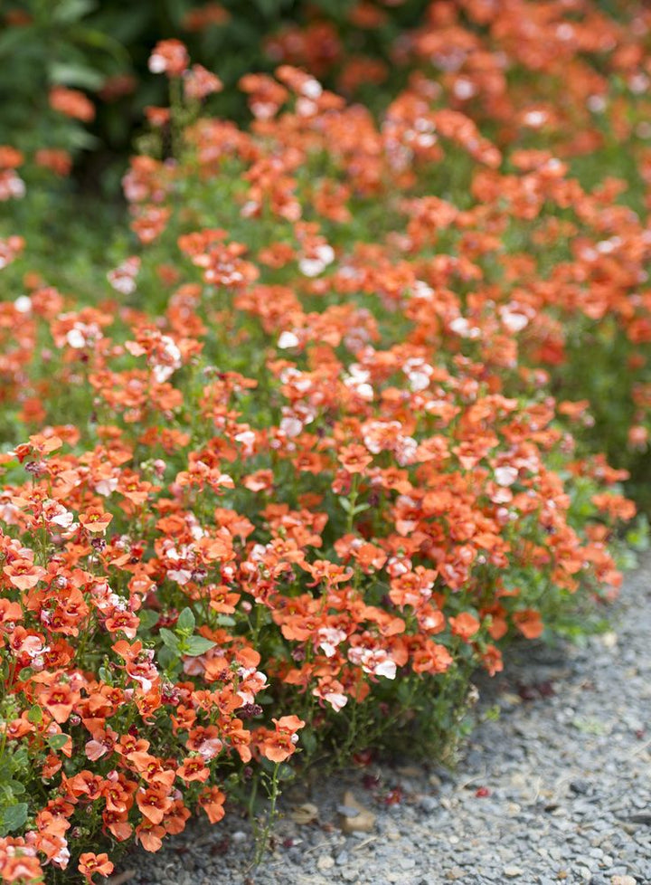 Orange Cress Aubrieta Flower Seeds – Heirloom, Non-GMO, High Germination Seeds