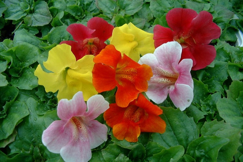 Mixed Mimulus Flower Seeds – Heirloom, Non-GMO, High Germination Seeds