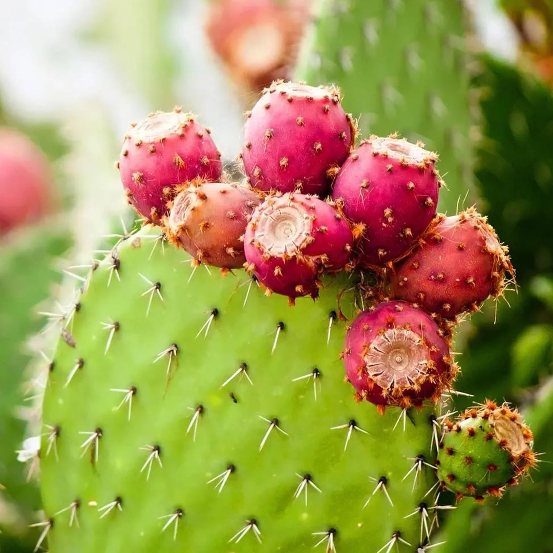 Opuntia Ficus herb seeds