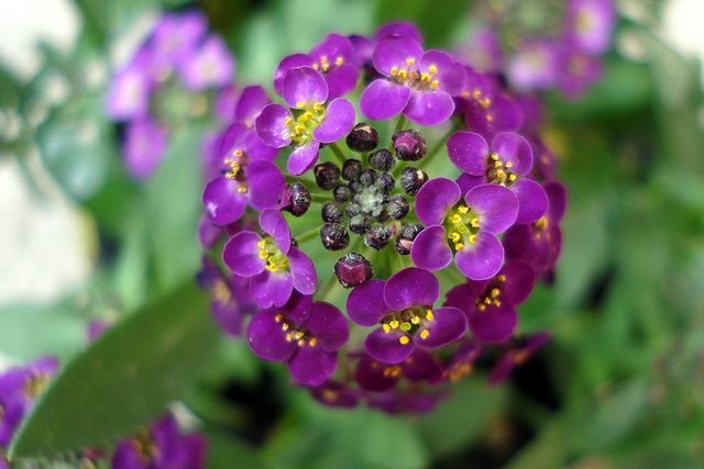 Alyssum Flower Seeds for Planting – Heirloom Non-GMO High Germination Organic Garden Seeds