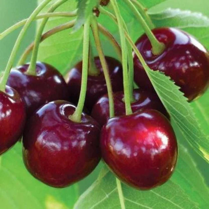 Barry’s Cherry Fruit Seeds for Planting – Heirloom Non-GMO High Germination Organic Garden Seeds Sweet Juicy Cherries 100 pcs Seeds for Planting