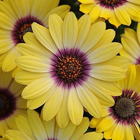 Yellow Purple Osteospermum Flower Seeds Heirloom Non-GMO High Germination Organic Garden Seeds for Planting