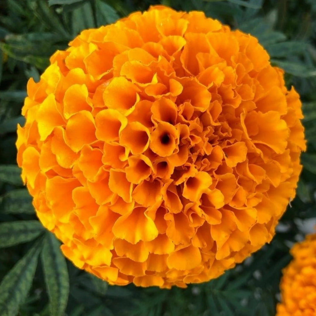 Orange African Marigold Tagetes Erecta seeds for planting heirloom non-GMO garden seeds with vibrant orange flowers for home gardens