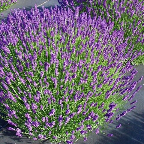 Purple Lavender Flower Seeds for Planting Heirloom Non-GMO High Germination Organic Garden Seeds for Planting
