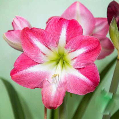 Giant Pink White Amaryllis Flower Seeds for Planting – Heirloom Non-GMO Organic Seeds