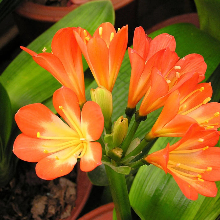 Oranger Clivia Blumensamen – Alte Sorte, gentechnikfrei, hohe Keimfähigkeit, Bio-Gartensamen zum Pflanzen