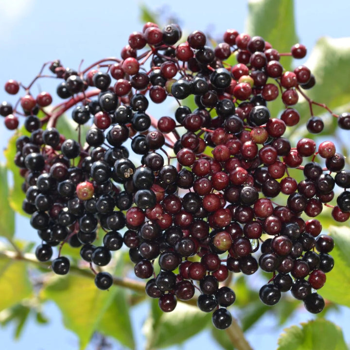 Mixed Elderberry Seeds for Planting – Heirloom Non-GMO High Germination Organic Garden Seeds