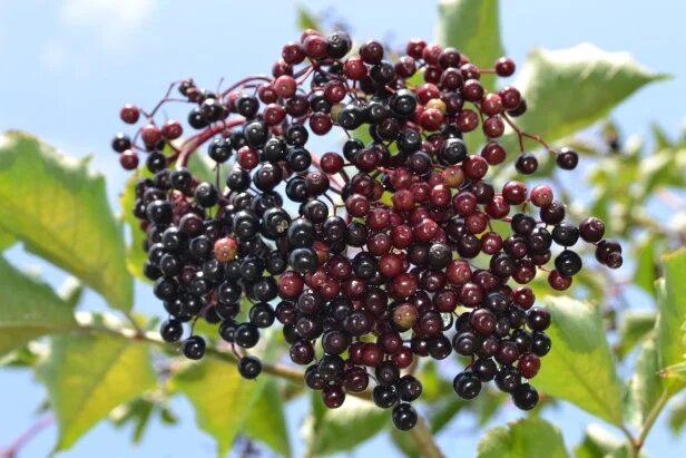 Mixed Elderberry Seeds for Planting – Heirloom Non-GMO High Germination Organic Garden Seeds