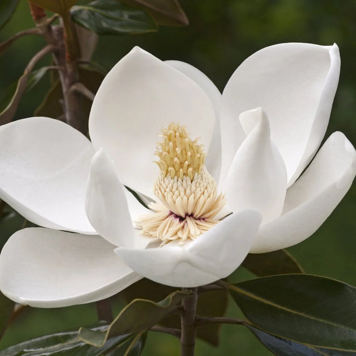 White Magnolia Grandiflora Flower Seeds – Heirloom, Non-GMO, High Germination Seeds