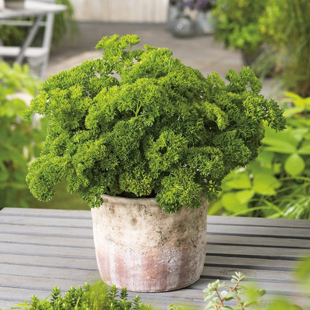 curled parsley flower seeds