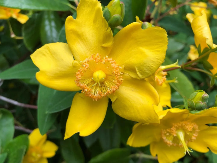 Semillas de Flores Hypericum Patulum Amarillas – Semillas Heirloom No Modificadas Genéticamente de Alta Germinación