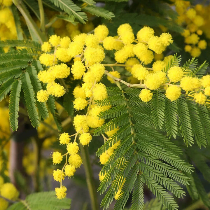 Acacia Flower Seeds Yellow for Planting – Heirloom Non-GMO High Germination Organic Garden Seeds
