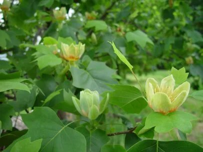 Green Liriodendron Tulipifera Tree Seeds – Heirloom, Non-GMO, High Germination Seeds