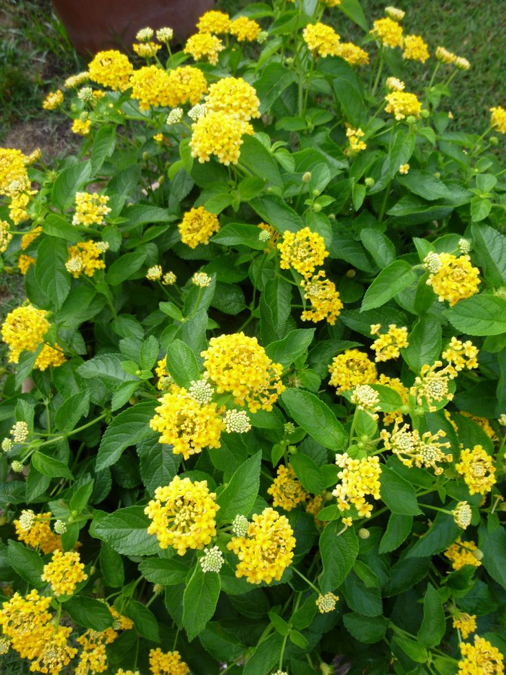 Lantana Flower Yellow Seeds – Heirloom Non-GMO High Germination Organic Seeds