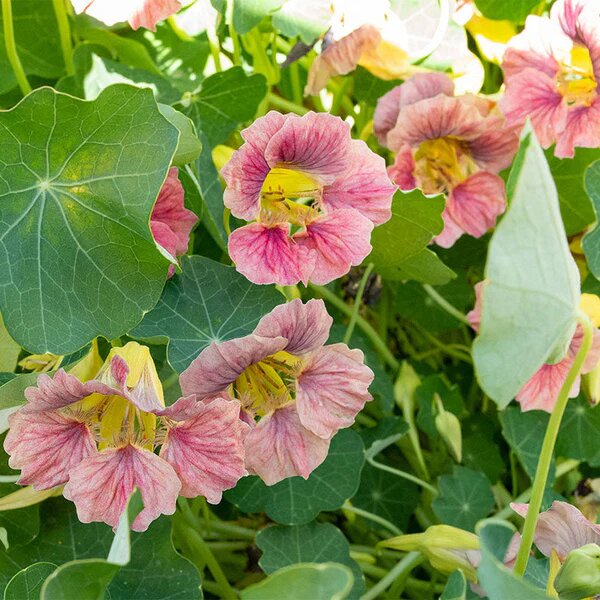 Pink Nasturium Flower Seeds – Heirloom, Non-GMO, High Germination Seeds
