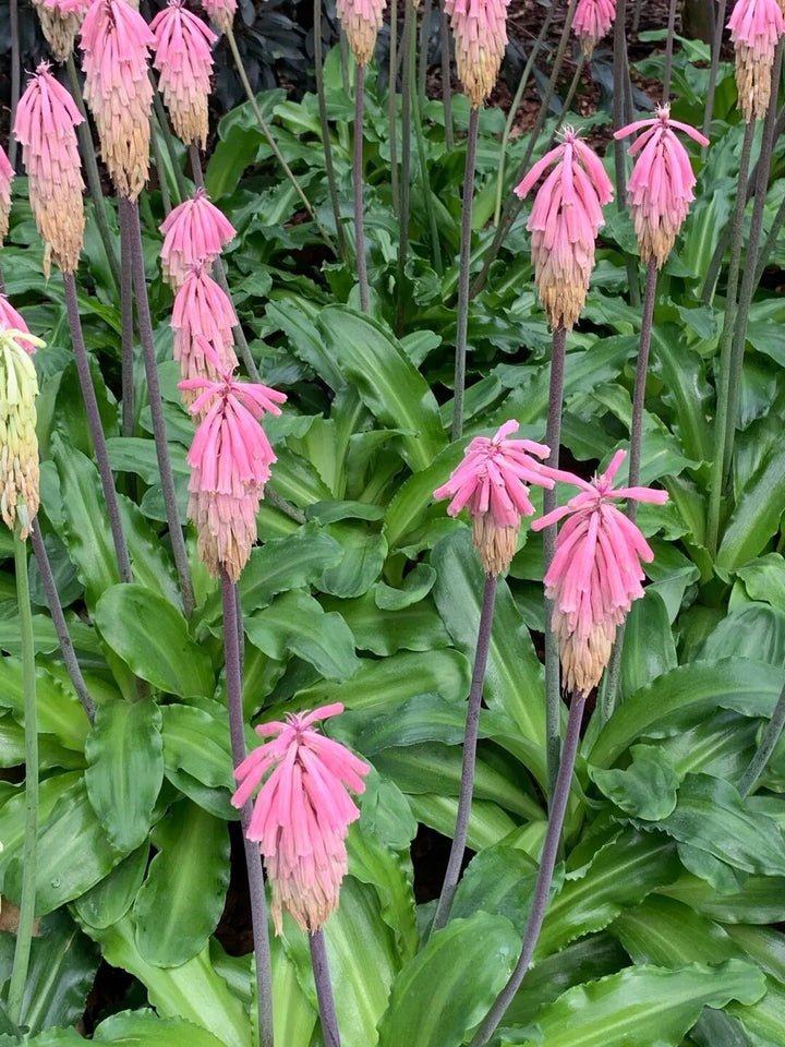 Pink Kniphofia Flower Seeds – Heirloom, Non-GMO, High Germination Seeds
