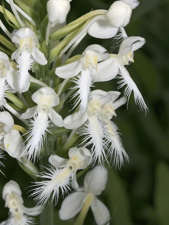 White Platanthera Flower Seeds Heirloom Non-GMO High Germination Organic Garden Seeds for Planting