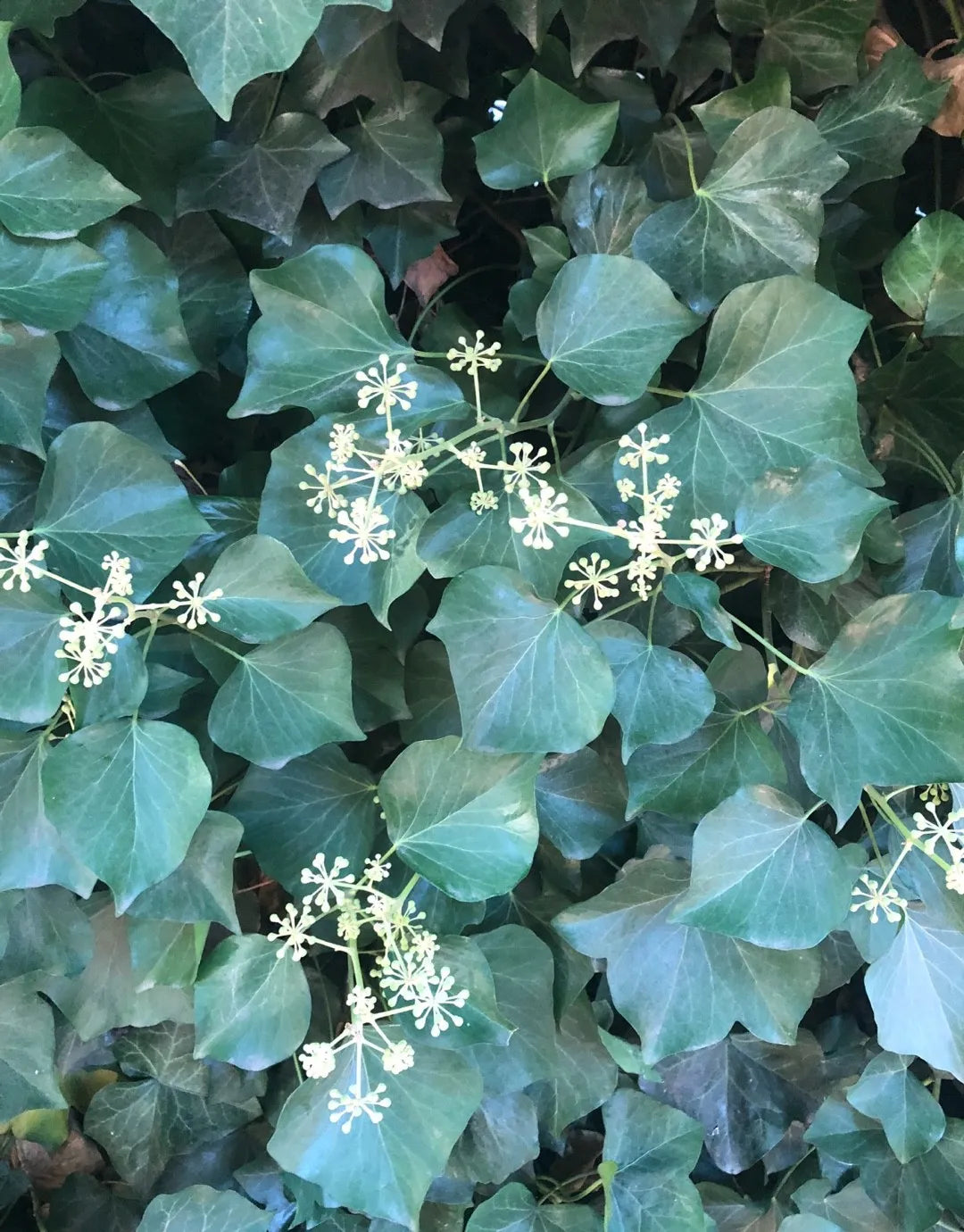 Ivy Plant herb seeds