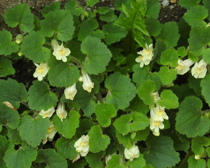 Asarina Procumbens Flower Seeds for Planting – Heirloom Non-GMO High Germination Organic Seeds